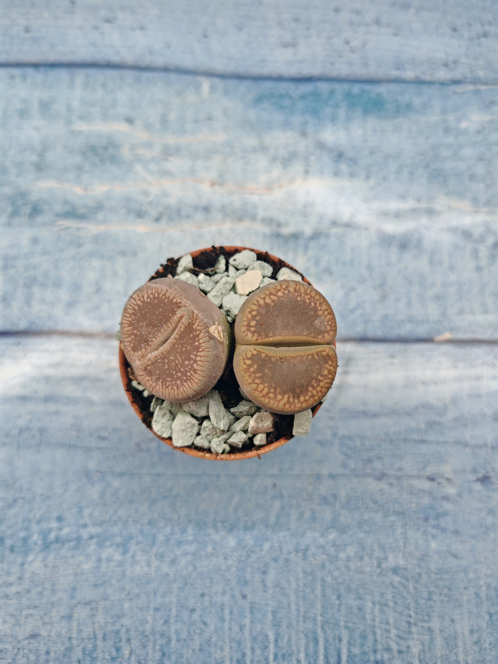 Lithops sp. (Литопсы)