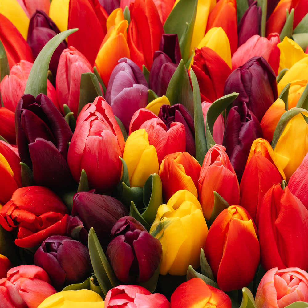 Микс 101 тюльпан