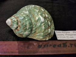 Турбо бургесс