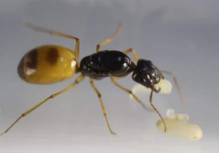 Camponotus turkestanus (fedtschenkoi )