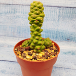 Monadenium ritchiei (Монадениум)