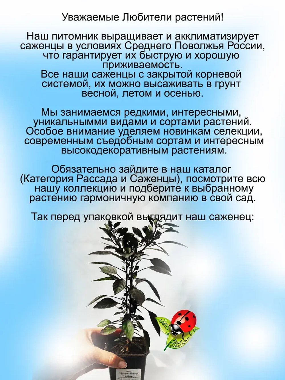 Перец острый Чёрные жемчужины острова Таити
