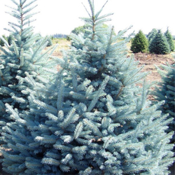 Ель колючая Глаука Мисти Блю (ком) 160-180