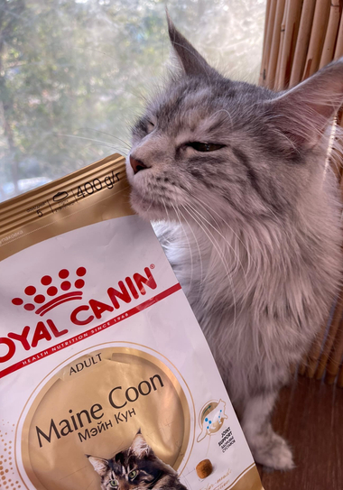 Корма для кошек