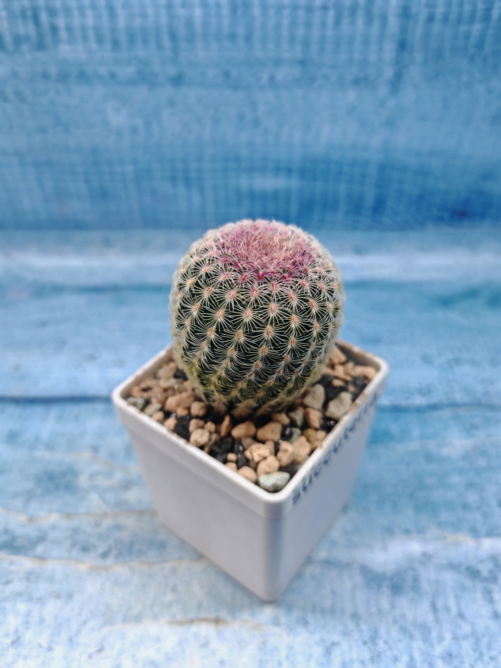 Echinocereus Rigidissimus Rubispinus (Эхиноцереус)