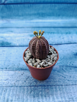 Euphoria Obesa (Эуфорбия)
