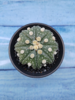 Astrophytum Asterias (Астрофитум)