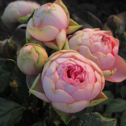 Роза Хэппи Пиано С7 Закупка М57 июнь 2026