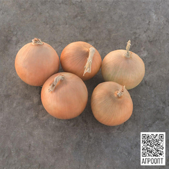 Радар семена лука репчатого (Bejo / Бейо)