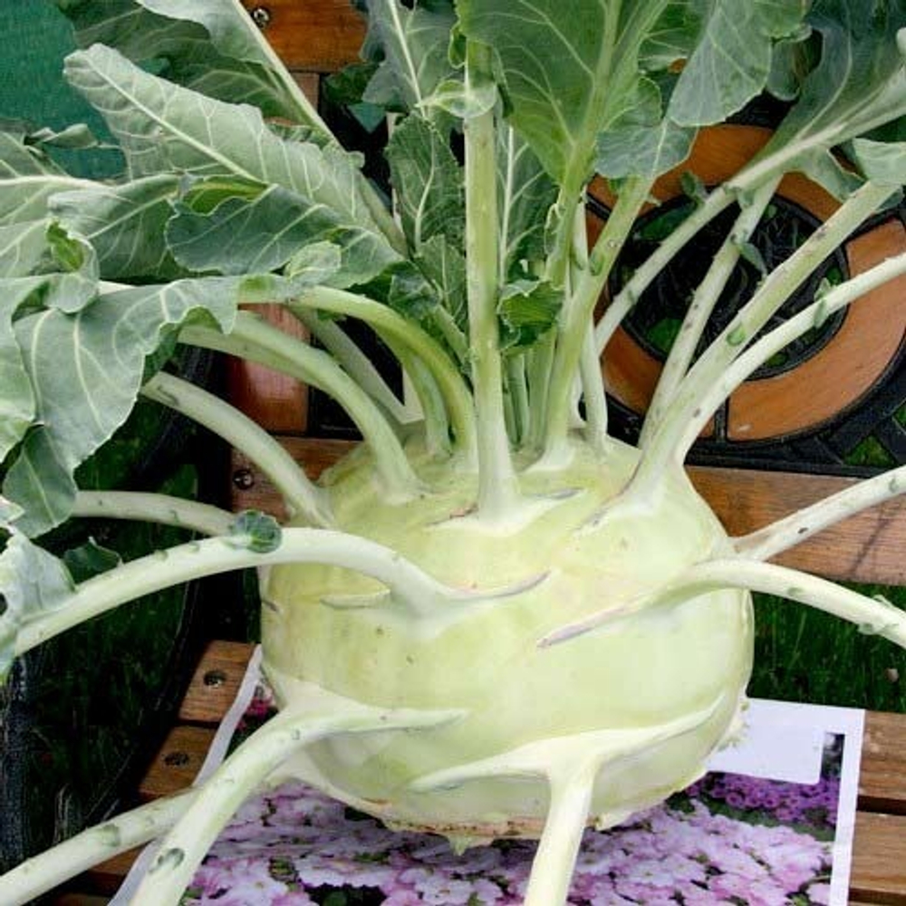 Капуста кольраби Гигант (чп)