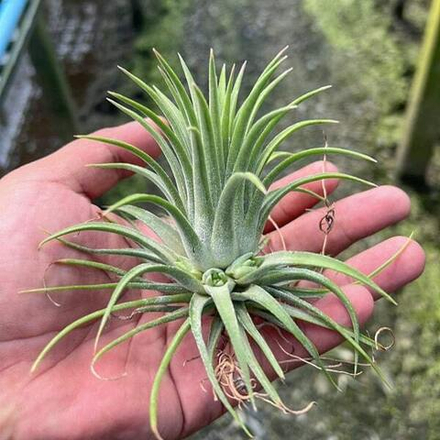 Тилландсия ionantha