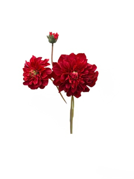 Георгин - Бордо