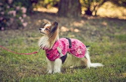 70400 Непромокаемая попона для собак ICEPEAK PET HIGHLANDER RAINCOAT. цвет розовый 640