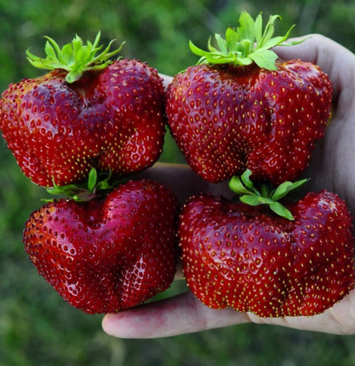 Цунаки (Цунами). Япония. Самый крупноплодный и урожайный сорт мировой селекции.