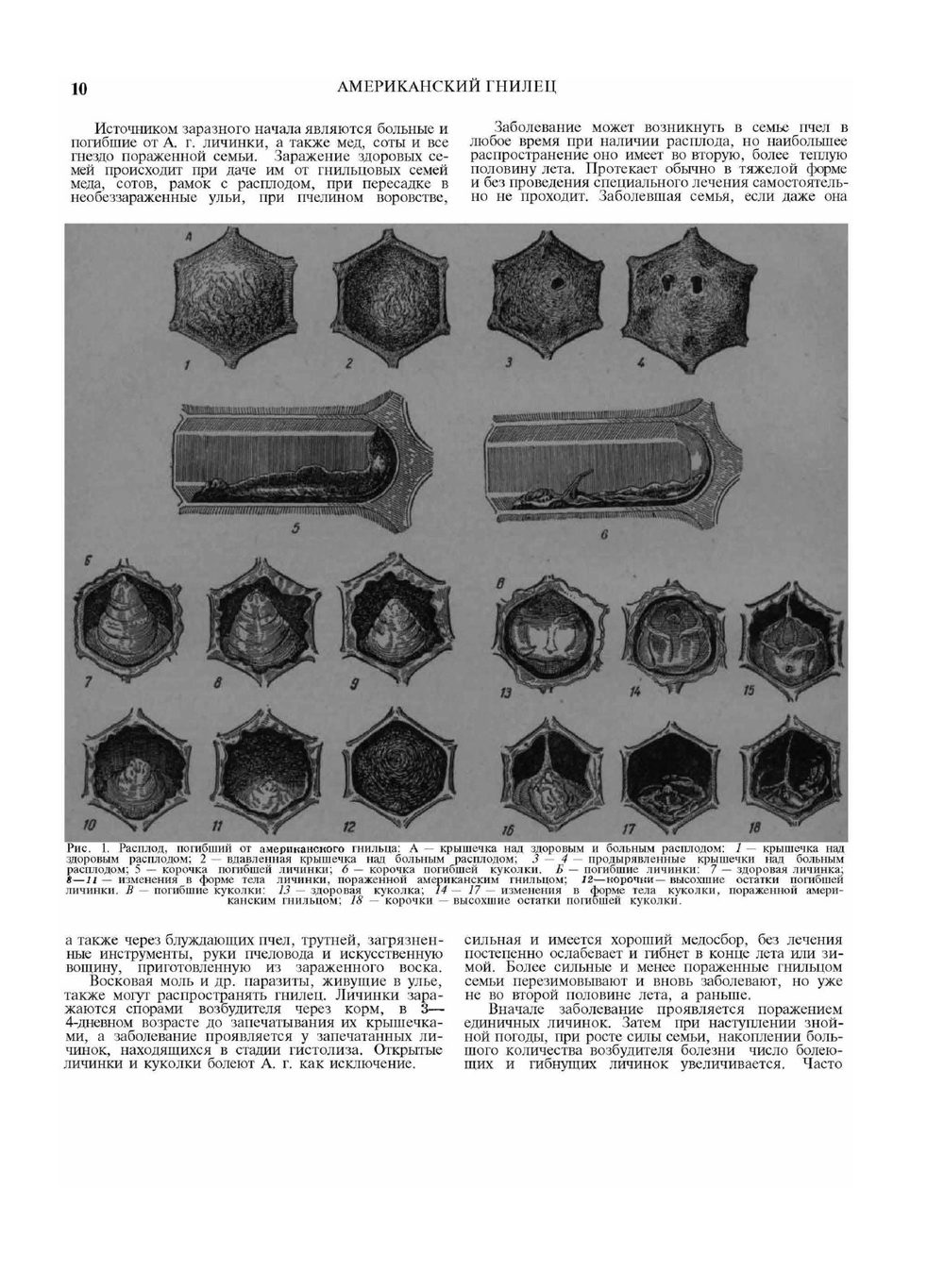 Словарь-справочник пчеловода | Н.Ф. Федосов