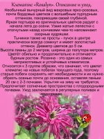 Клематис Розалин махровый