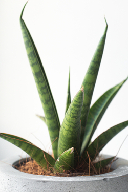 Цилиндрическая сансевиерия Медуза в бетонном кашпо KRAP/VA