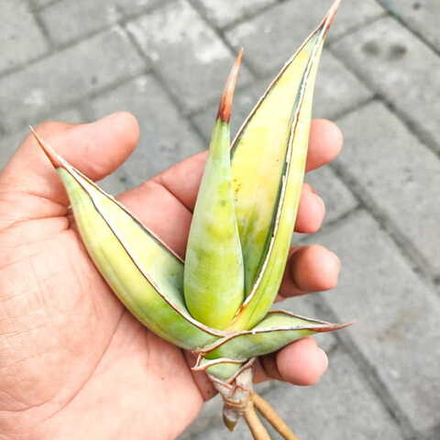 Сансевиерия PINGUI AUREA