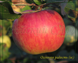 Яблоня Осенняя радость