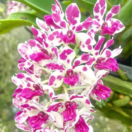 Ринхостилис RHY 31-ANG YING THOFAN