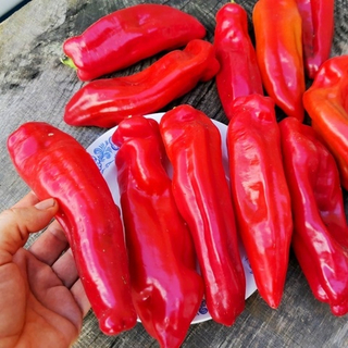 Сладкий Перец - Слоновий Хобот