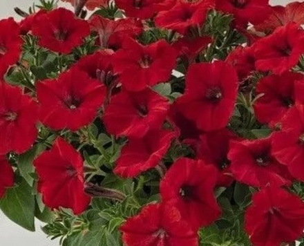 ЕВРО Петуния Tea Red укорененный черенок ОКС