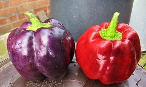 Фиолетовое любовное яблоко / Lila Liebesapfel сладкий перец