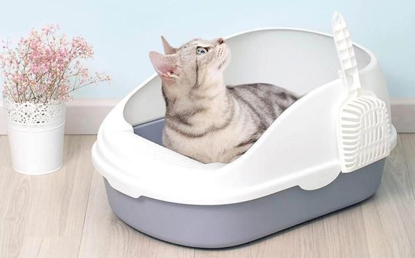 Как выбрать лоток для кошки? Как выбрать лоток для кошки?