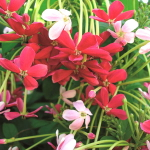 Комбертум индийский кустовой – Quisqualis indicum upright