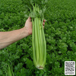 Балада F1 семена сельдерея черешкового (Bejo / Бейо)