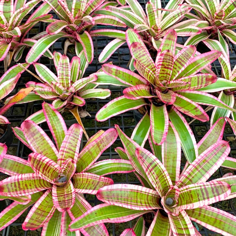 Неорегелия FRUIT STRIPES ALBO