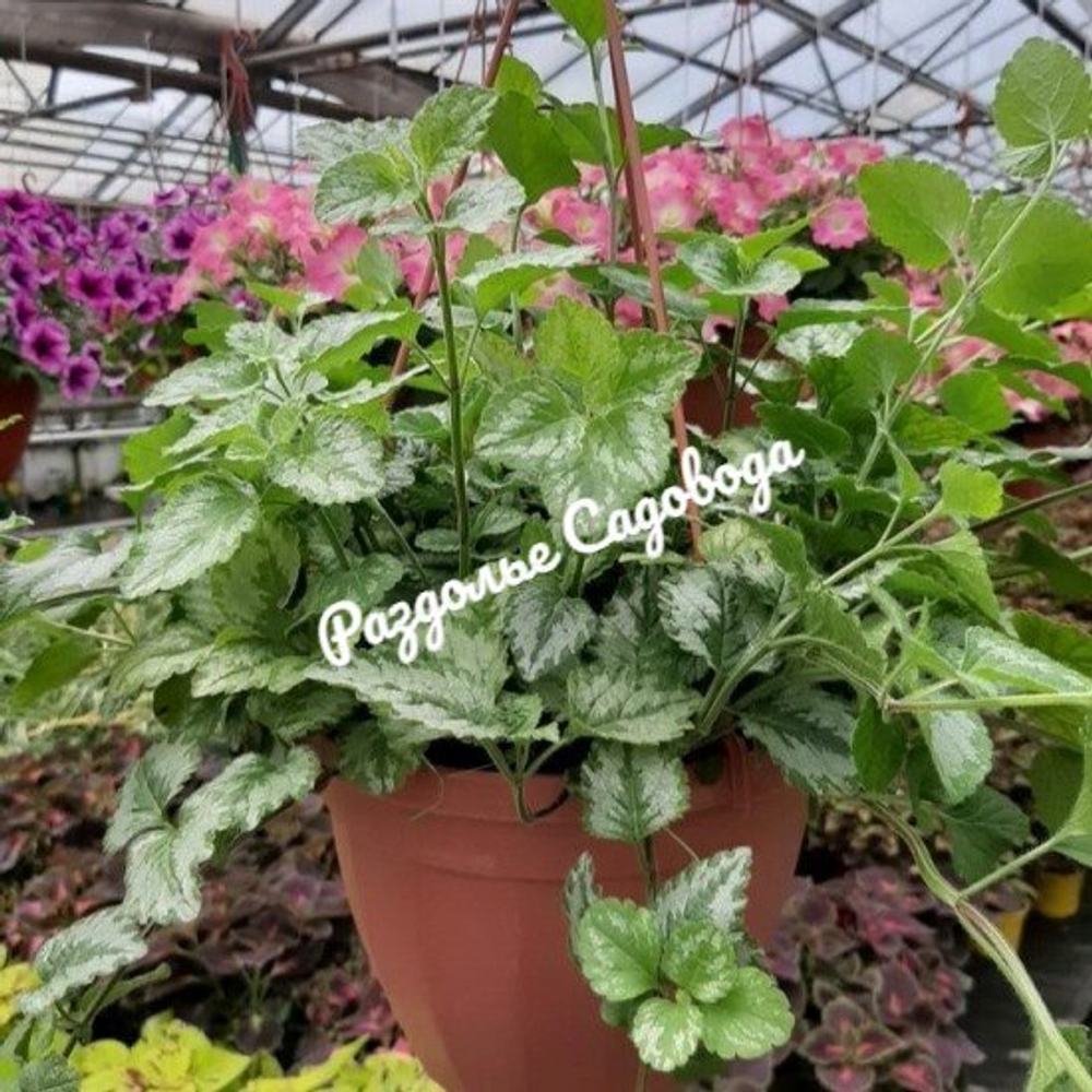 Зеленчук (кашпо 3.7л)