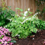 Дицентра Alba (Великолепная)