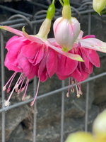 Фуксия Corneel Cornelis