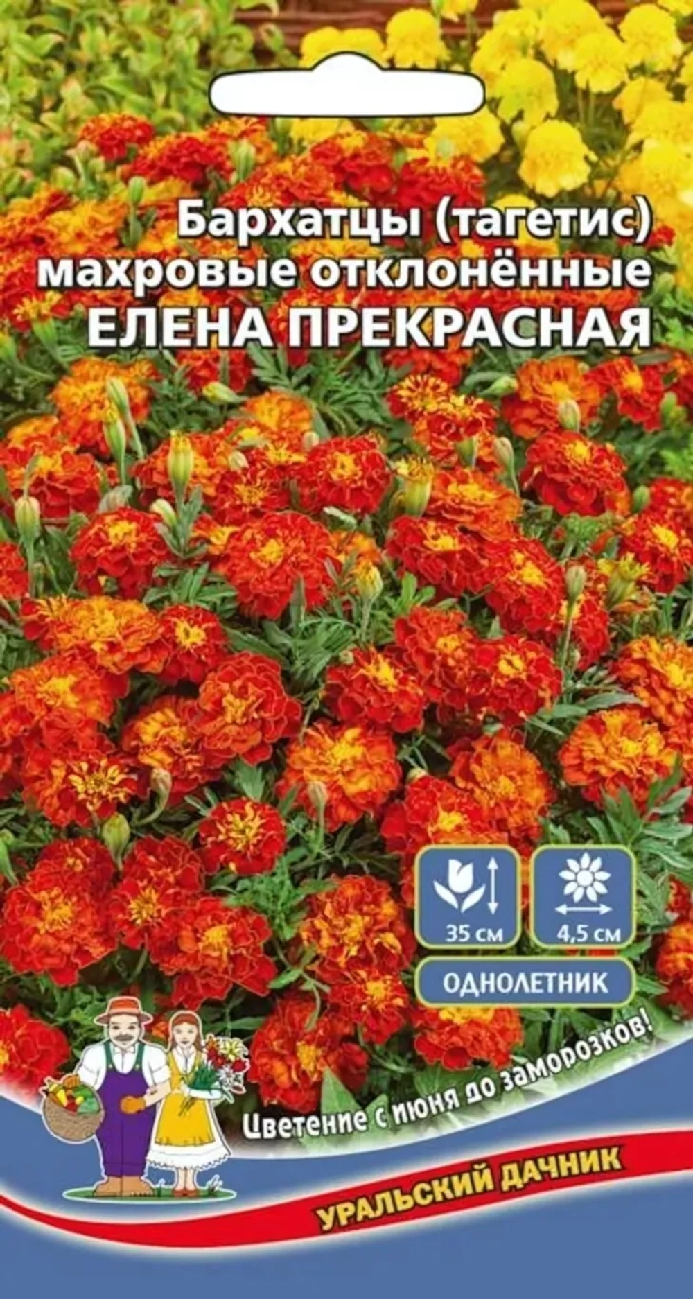 Семена Бархатцы (тагетис) махровые отклоненные Елена прекрасная (УД) Е/П
