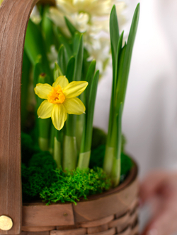 Весне дорогу!