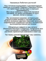 Азорелла трёхвильчатая бархатное покрывало