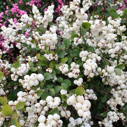 Снежноягодник (Symphoricarpos) albus White Hedge белый