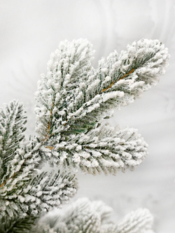 Ель TreeDeLuxe Полярная 180см заснеженная