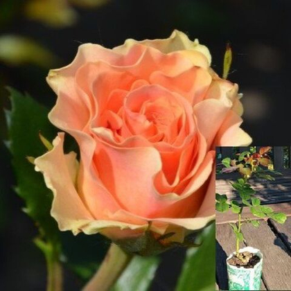 Роза Изис спрей, саженец с ЗКС.