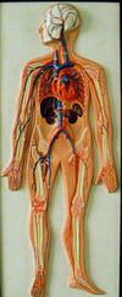 Модель барельефная «Кровеносная система»
