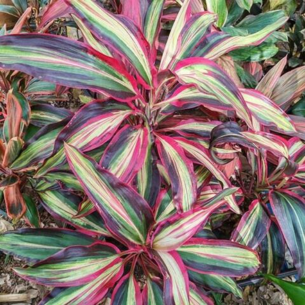 Кордилина BILLION DIAMOND