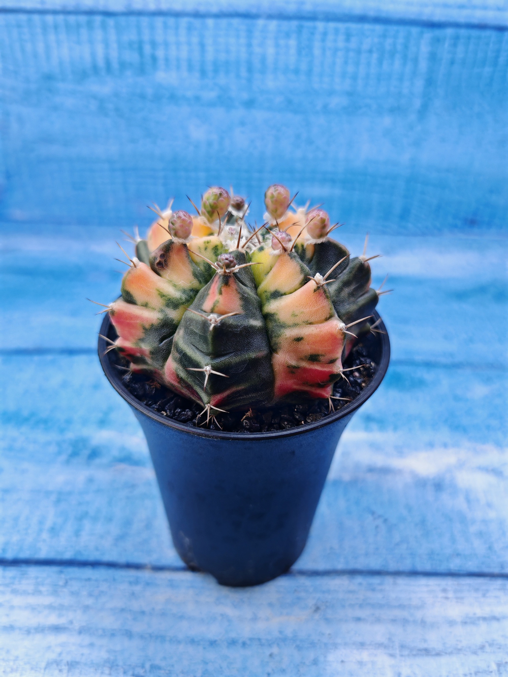 Gymnocalycium Variegata (Гимнокалициум Вариегатный)