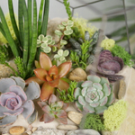 Готовый флорариум с суккулентами Марс с озером