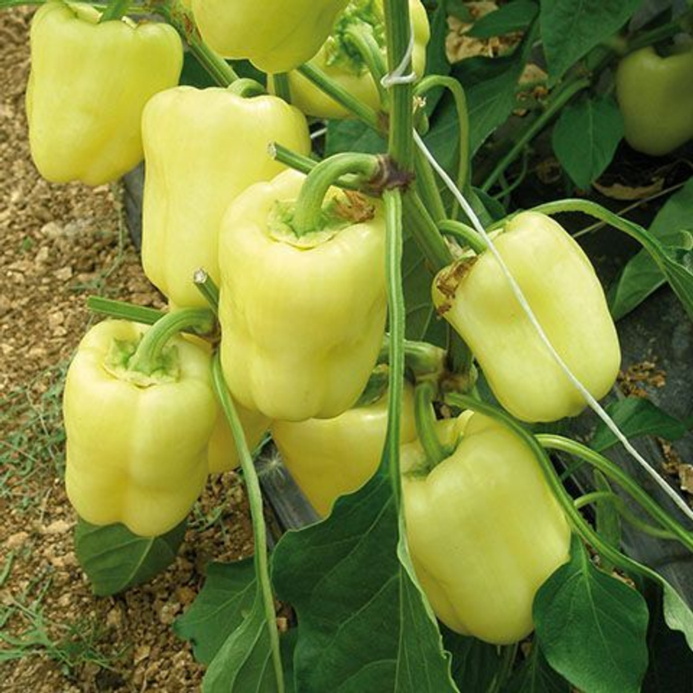 Ведрана F1 семена перца сладкого (Enza Zaden / Энза Заден)