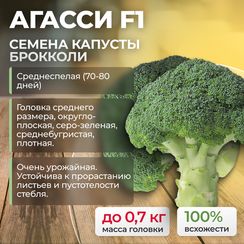 АГАССИ F1 семена капусты брокколи (Rijk Zwaan | Alexagro)