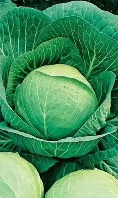 Семена Капуста белокочанная Слава 1305 0,25 гр (УД) Е/П +50% БЕСПЛАТНО