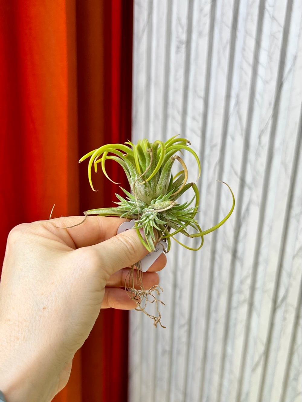 Тилландсия Ионанта микс (ionantha), 1шт, Нидерланды