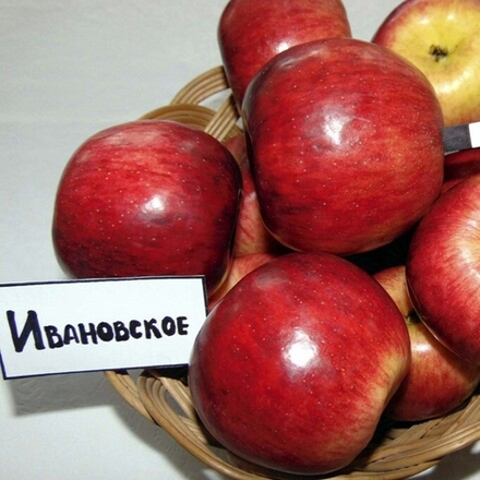 Яблоня Ивановское
