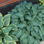 Хоста гибридная Пасифик Блю Эдж С2